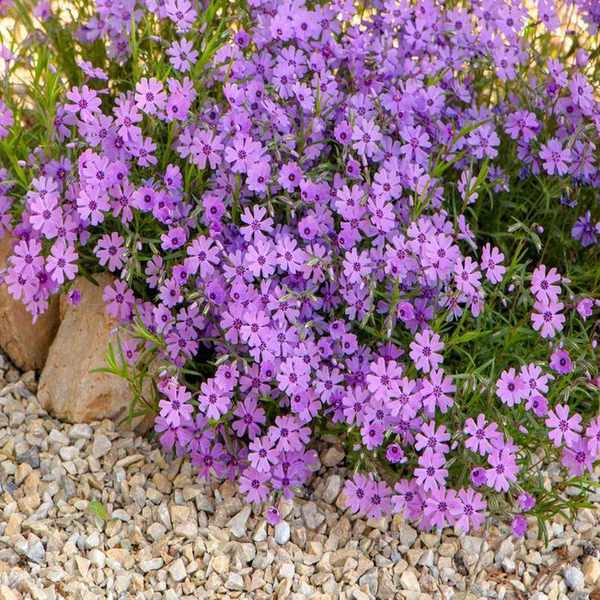 Creeping phlox in a rock garden