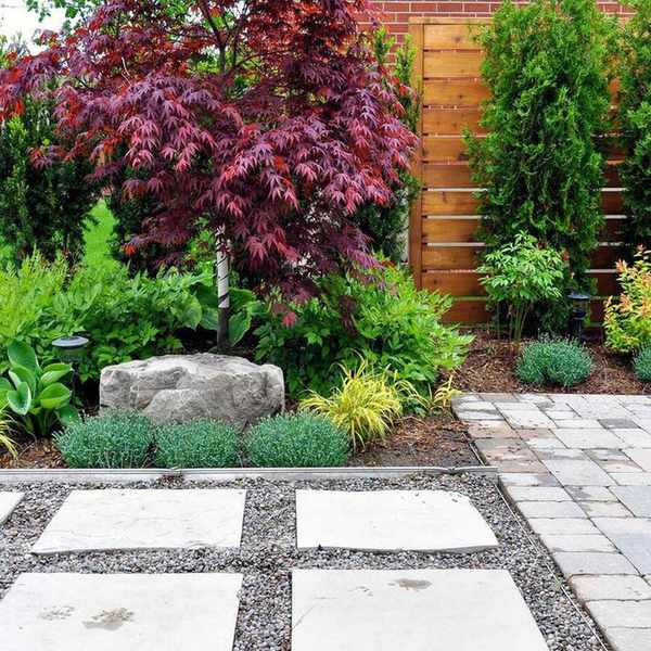 acer in modern yard
