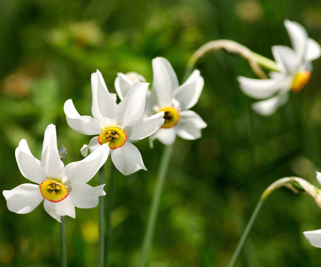 Poet's Daffodil, Pheasant&amp;rsquo;s Eye
