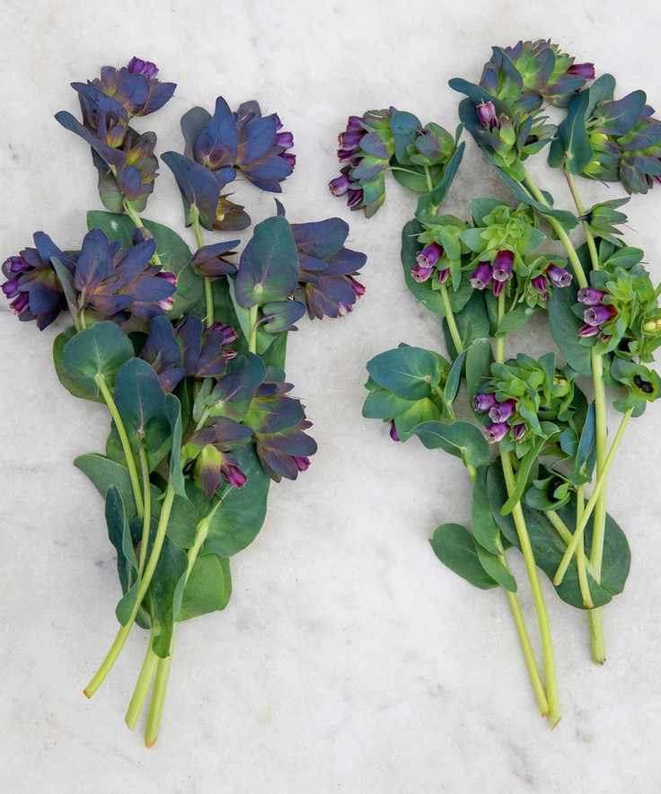 Cerinthe major kiwi blue