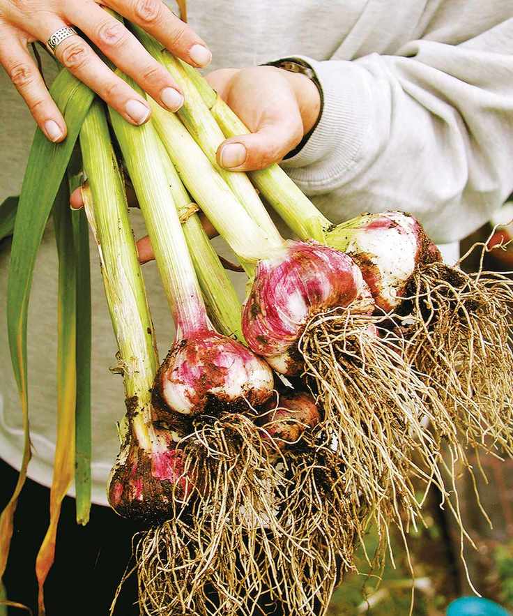 A gardener holding harvested garlic bulbs