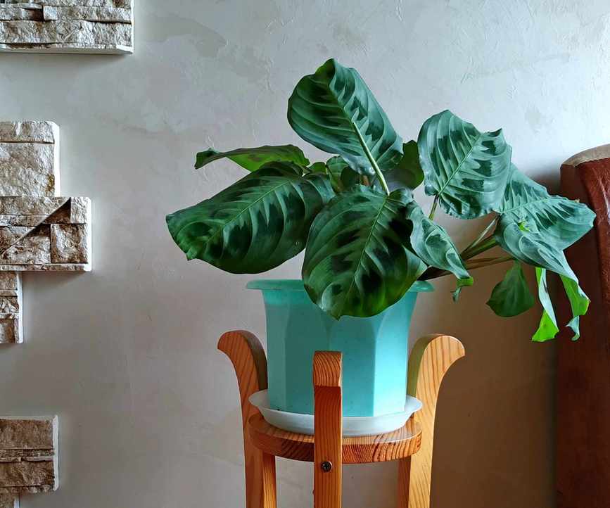 Wooden plant stand