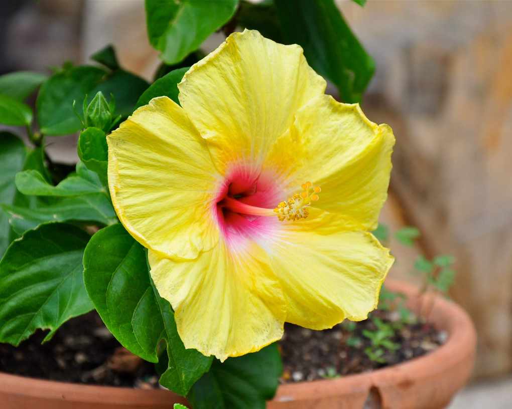Plants to avoid in the bathroom