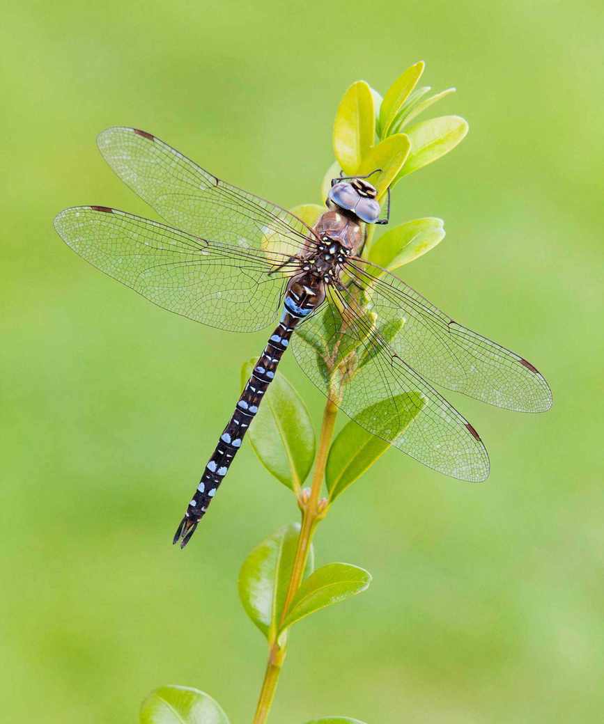 dragonfly on plant