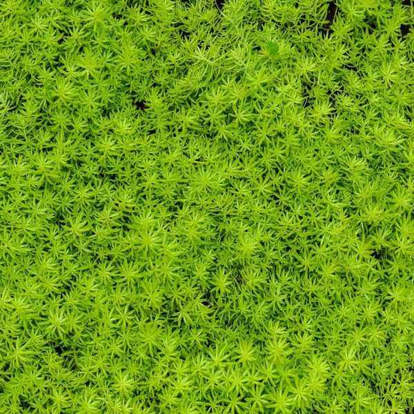 Oxygenating pond plants