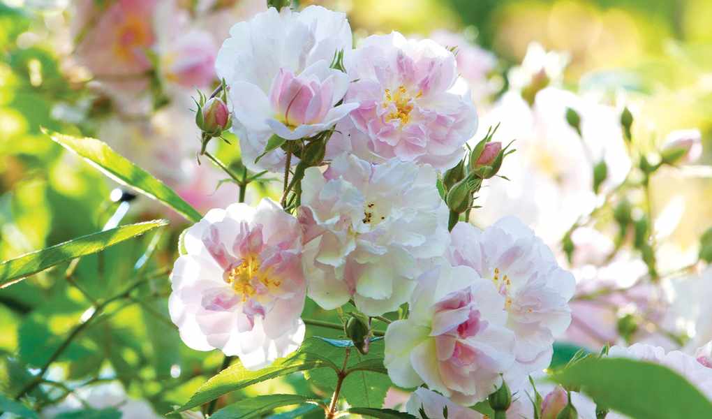 Paul’s Himalayan Musk rose