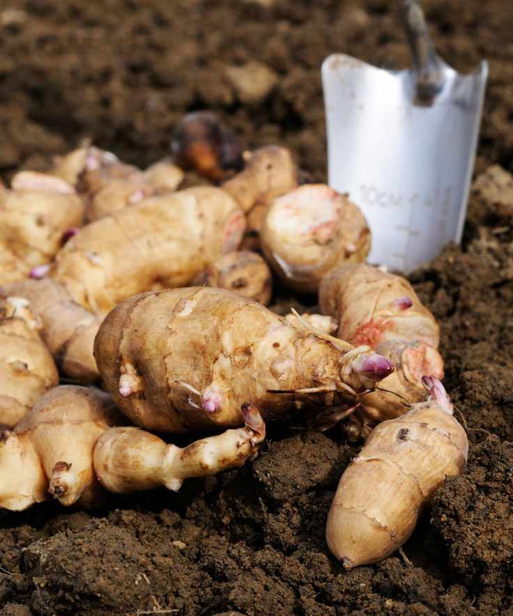 Jerusalem Artichoke tubers ready for planting