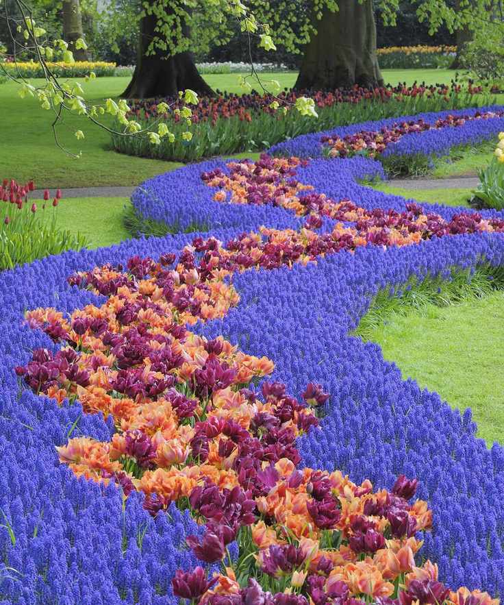 Keukenhof in bloom
