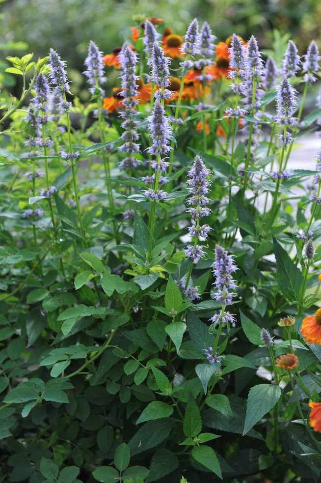 Giant hyssop (Agastache) 'Blue Fortune'