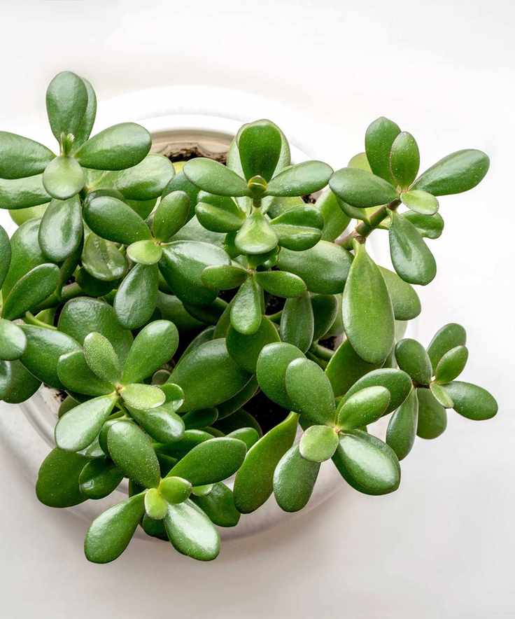 jade plant leaves