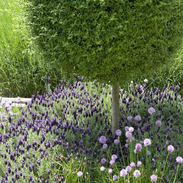 Standard box (Buxus) underplanted with french lavender