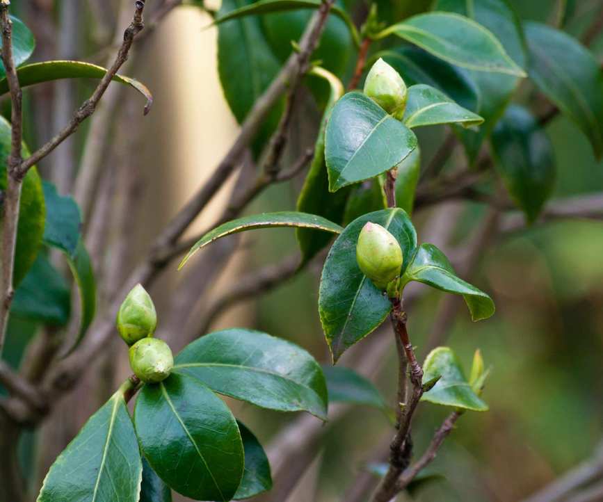 Camellia buds