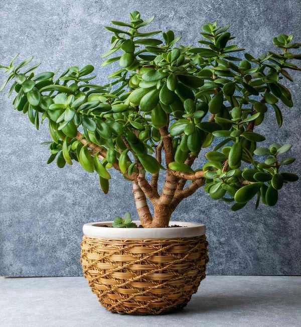 jade plant