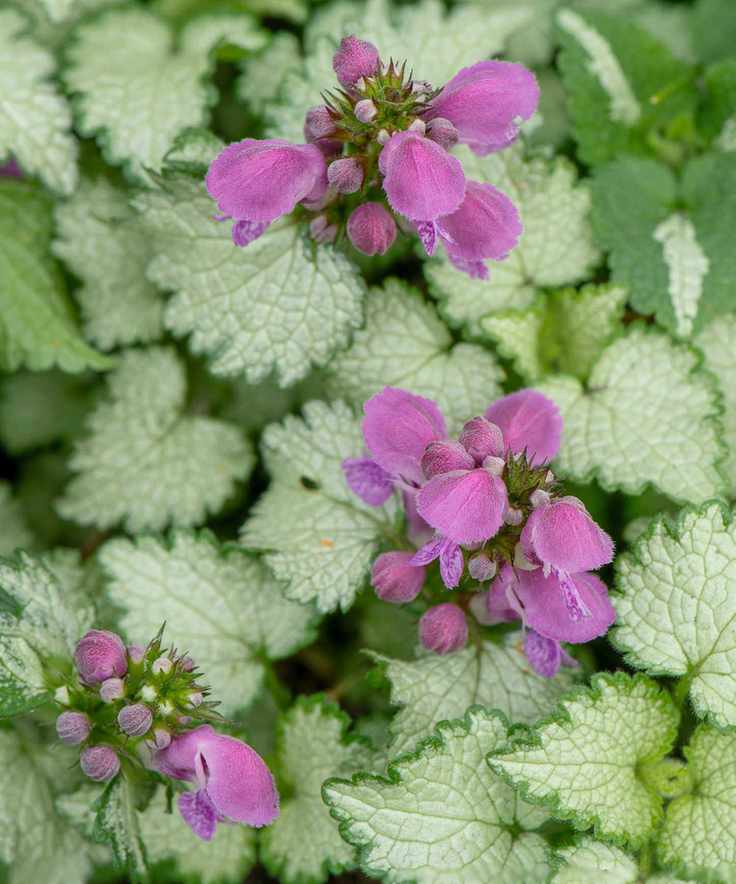 lamium orchid 'Frost Gold'