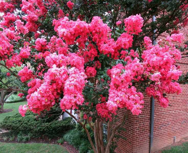 Crape myrtle 'Tuscarora' (Lagerstroemia indica)