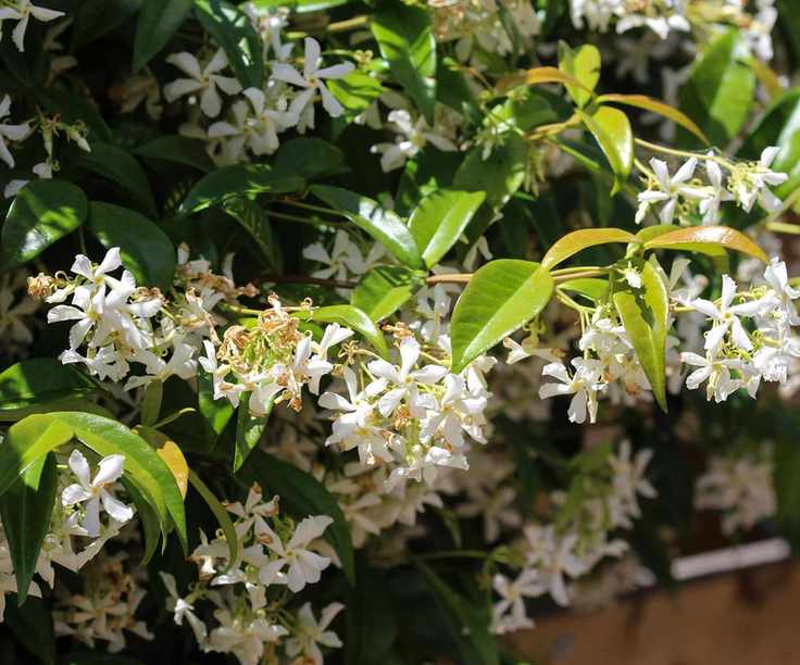 White flowers of star jasmine