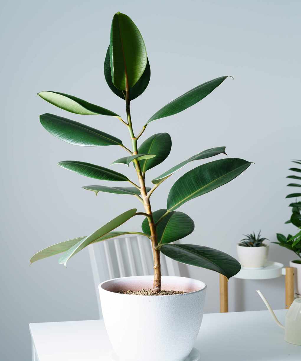 Rubber plant