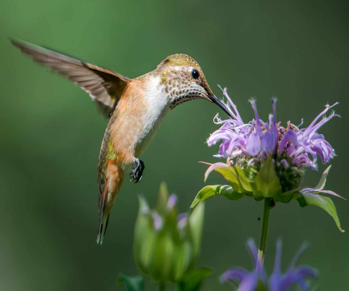 A hummingbirds feeding from a mauve monarda flower