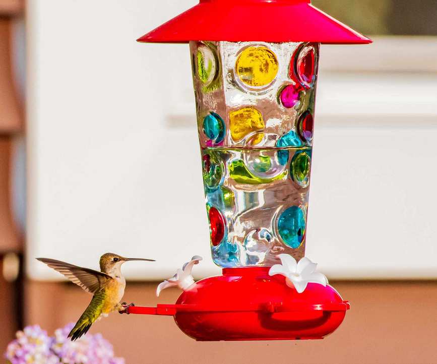 hummingbird on feeder