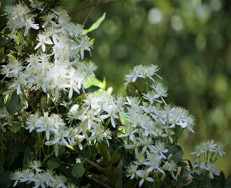 Sweet Autumn clematis (C. terniflora)
