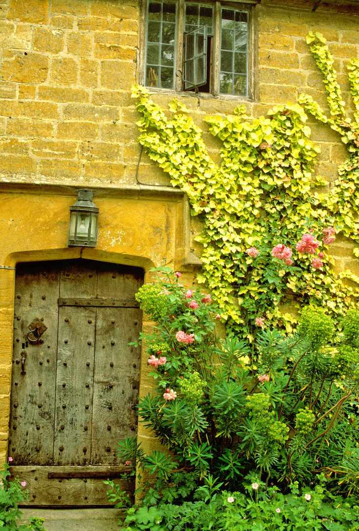 Ivy as best evergreen climber