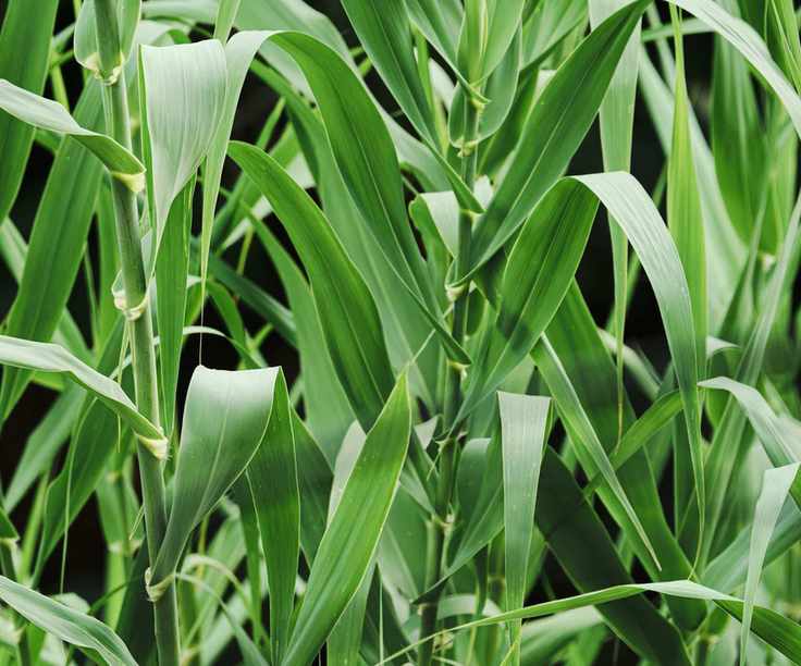 Giant reed grass, with green foliage in summer