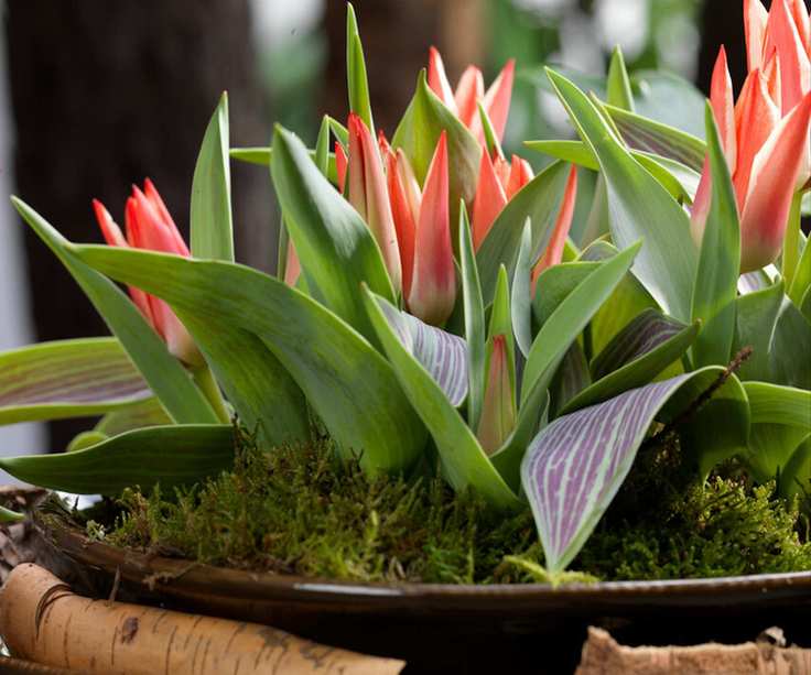 Tulipa Plaisir Greigii group