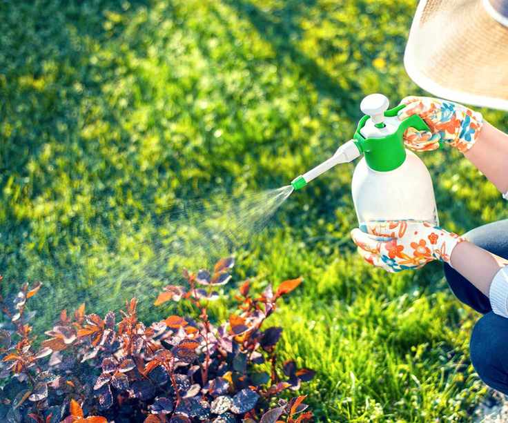 Woman using a water spritzer on plants