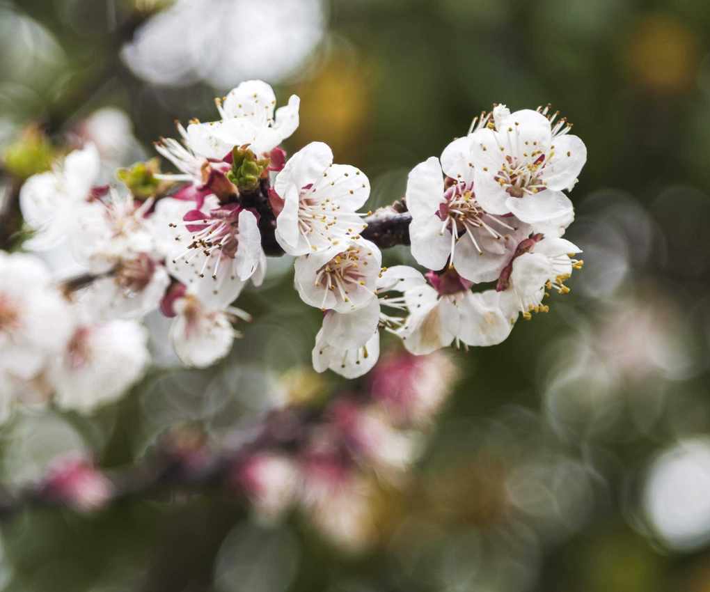 Almond blossom on a tree