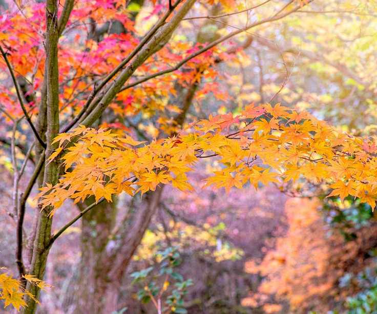 trees with fall color