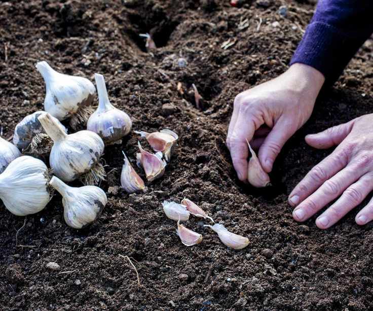 Garlic cloves being planted in the ground by hand
