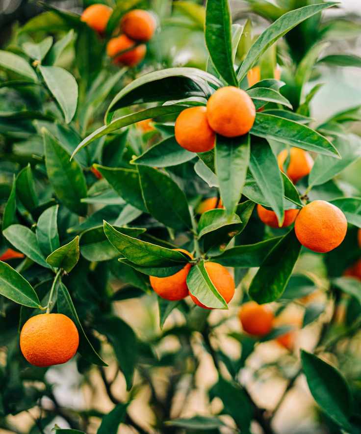 Oranges on tree