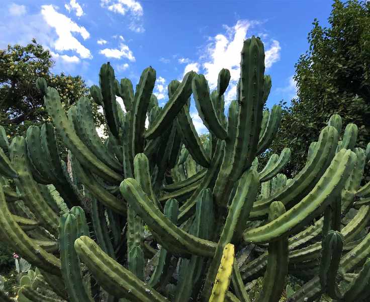 Plants to avoid in the bathroom