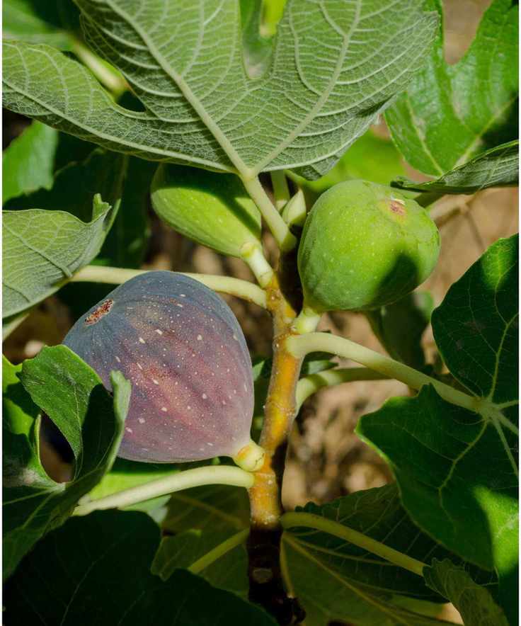 Mission fig tree