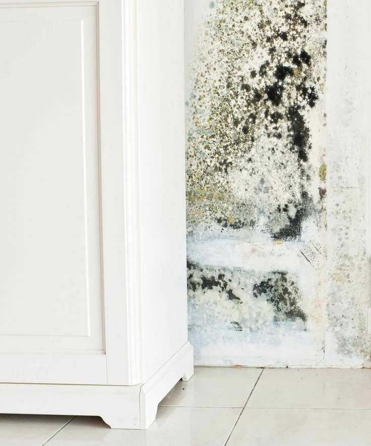 Mold next to cabinet