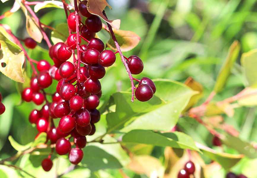 Red berries of the chokecherry tree