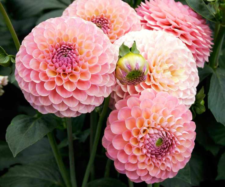dahlias Hamari Rose flowering in cutting garden display