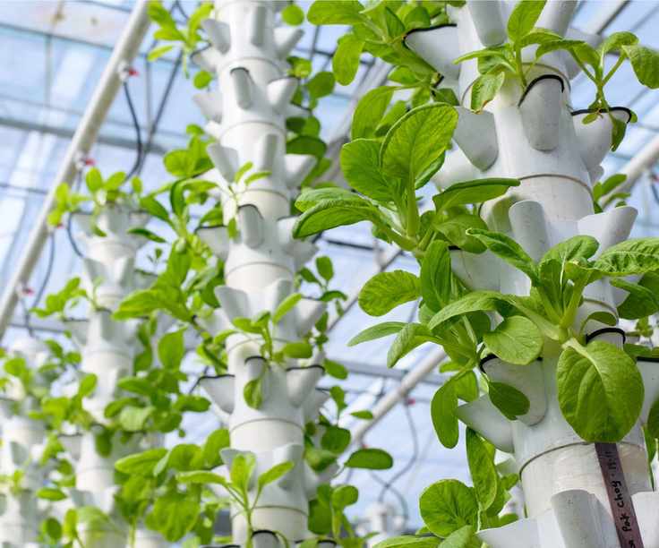 Hydroponic gardening