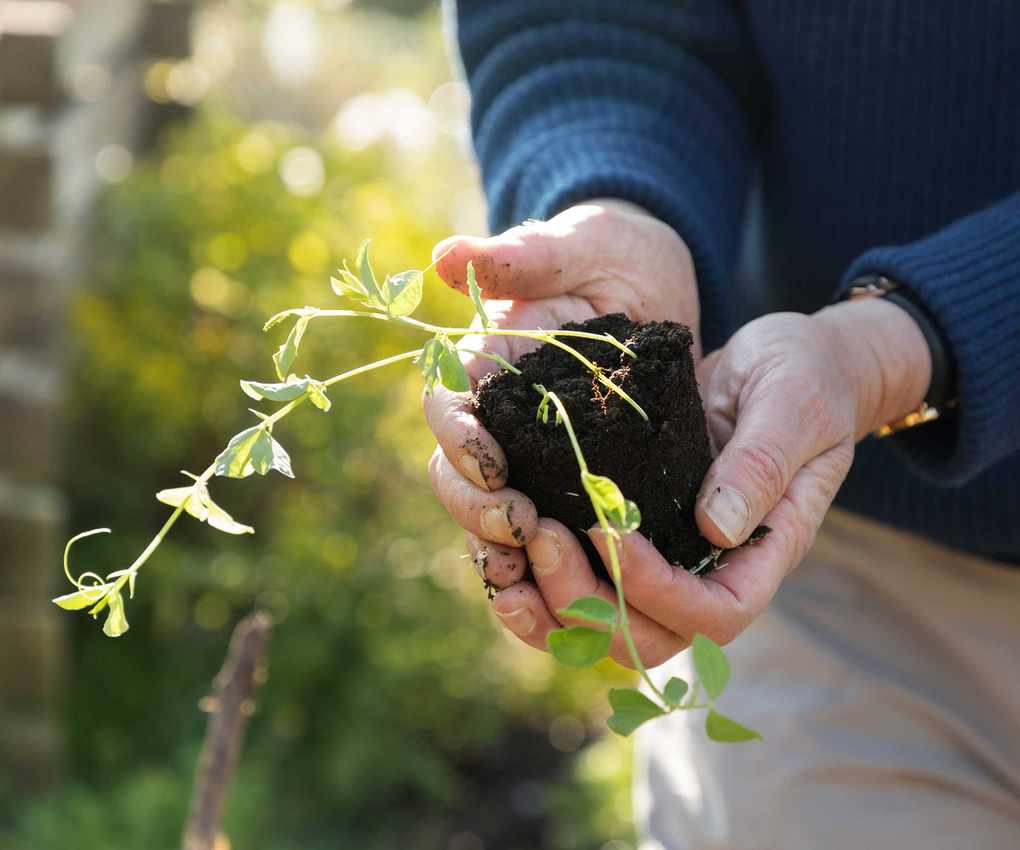 transplanting sweet peas