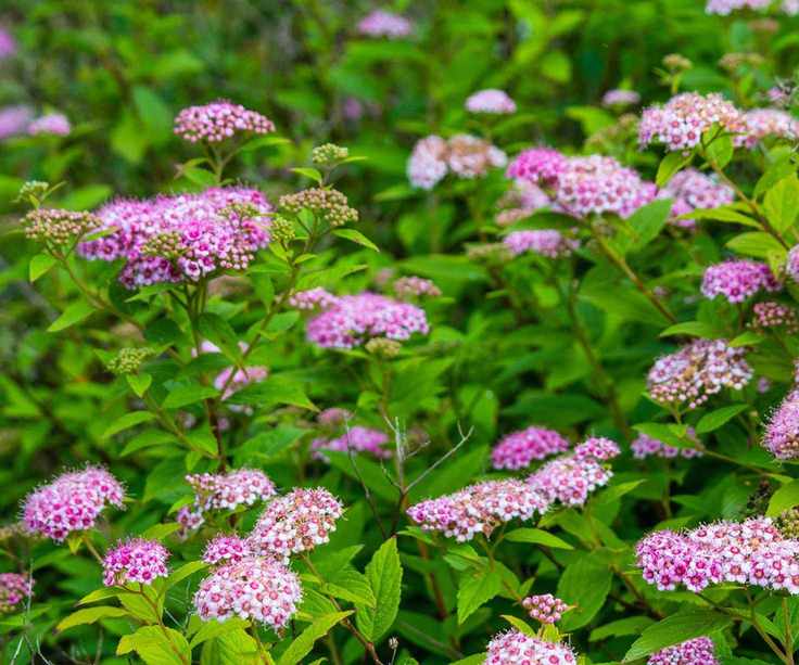 pink spirea flowers