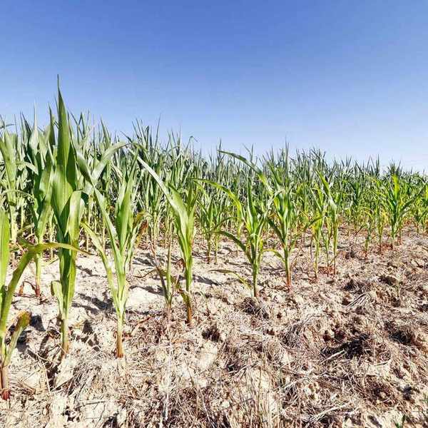 Corn growing in full sun
