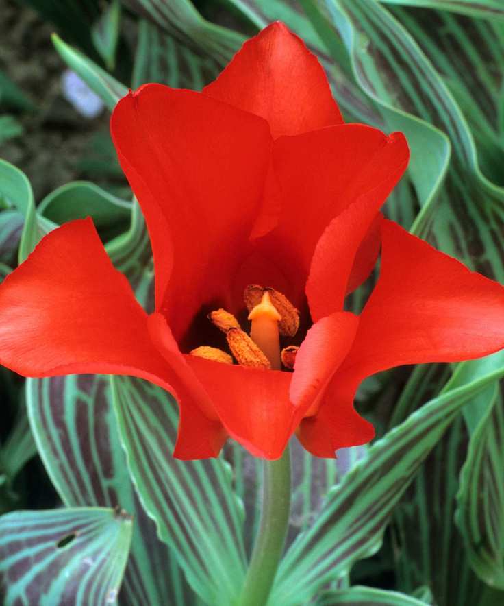 Scarlet petals of Tulipa 'Red Riding Hood'