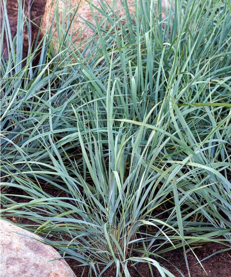 Blue lyme grass