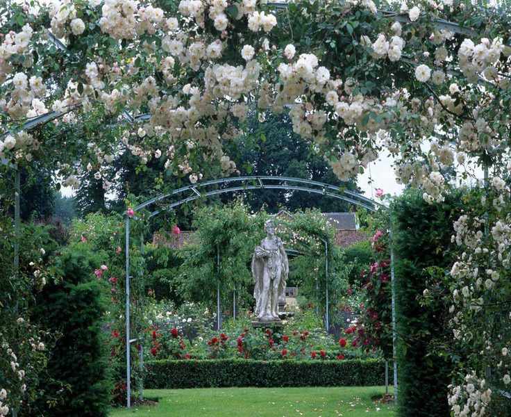 Rosa 'Adélaïde d'Orléans'