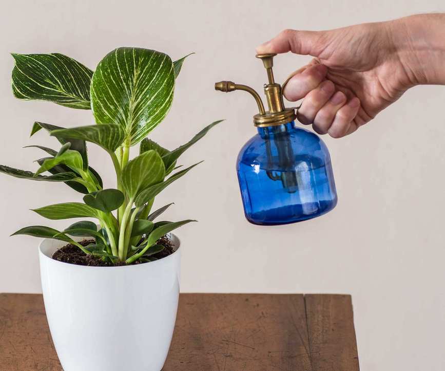 misting houseplants