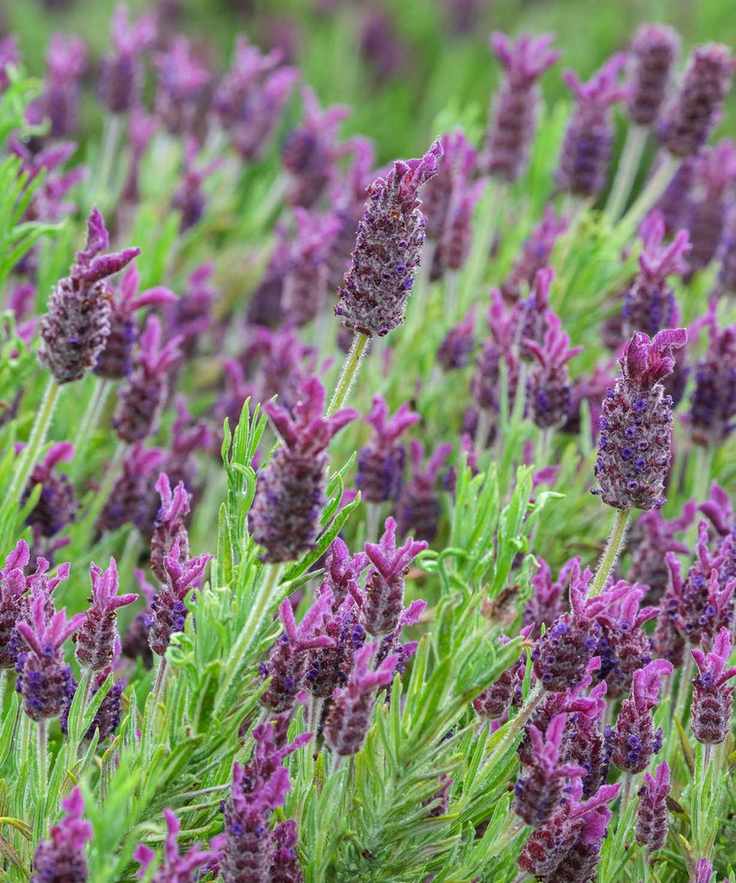 Lavender plants in a group