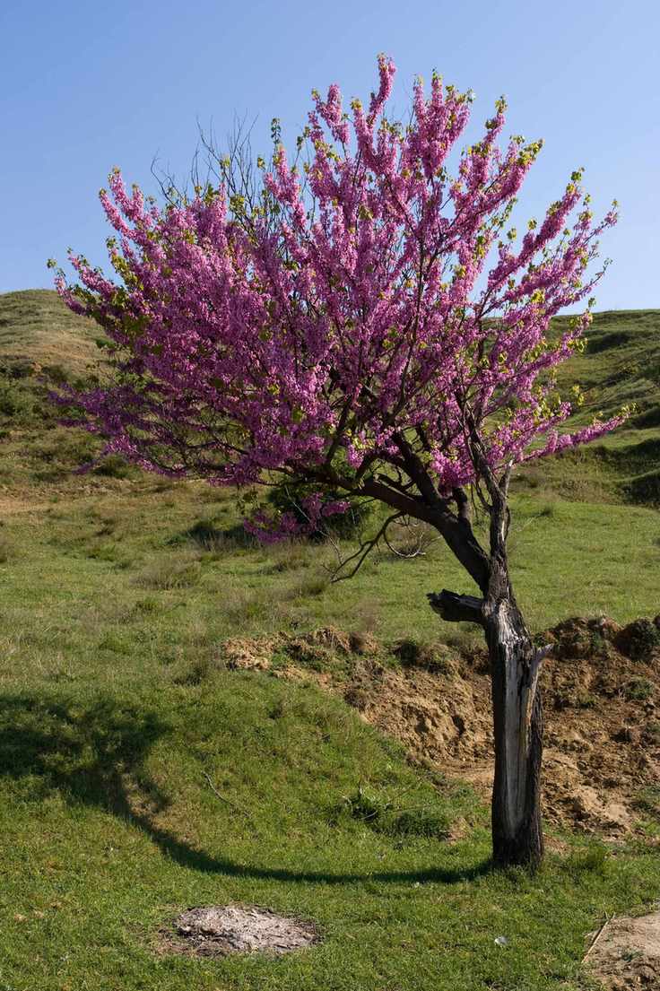 Peach tree