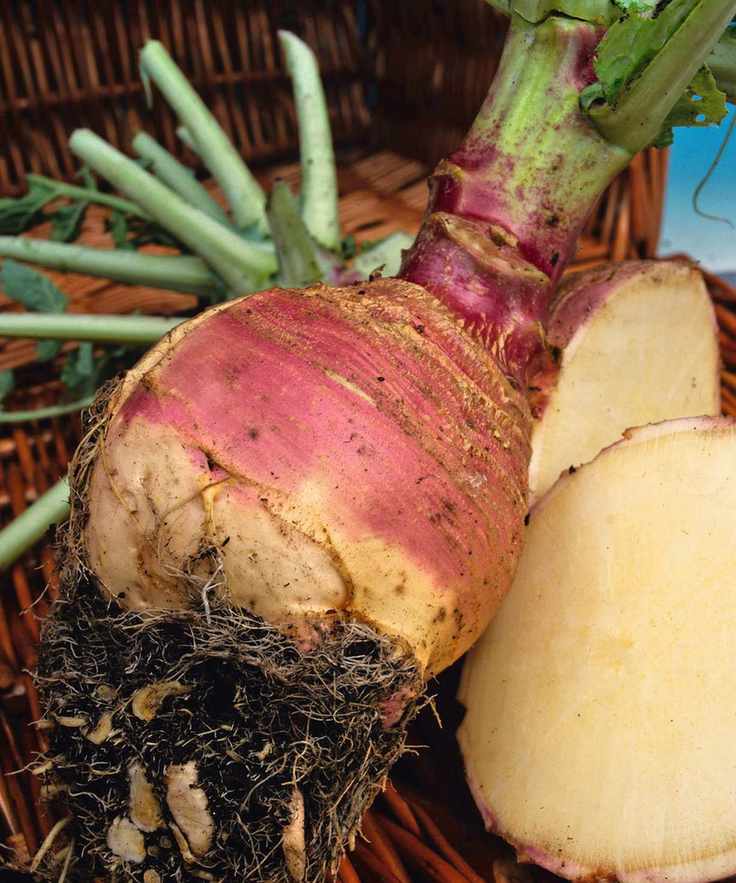 Rutabaga variety 'Marian' whole and sliced up close