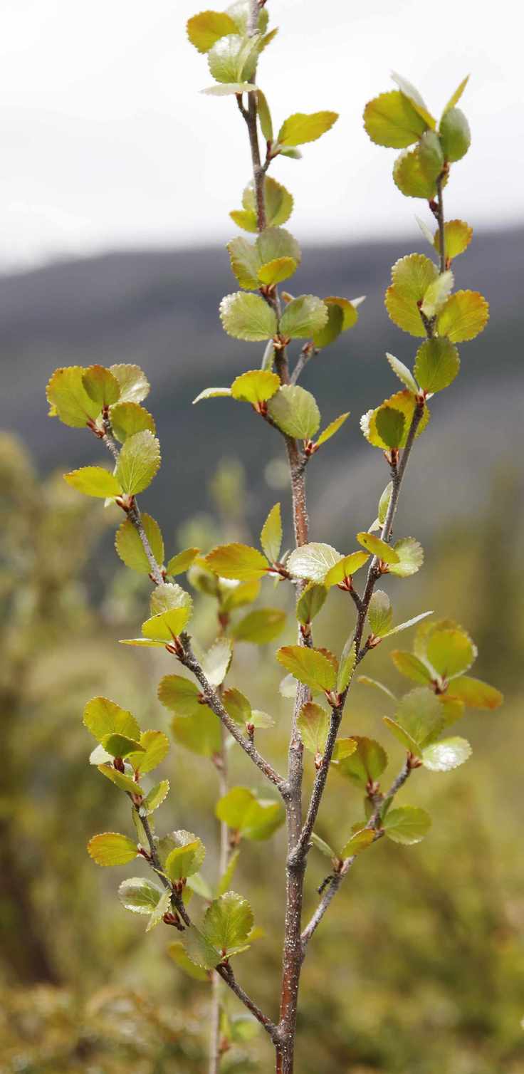Bog Birch (Betula pumila)