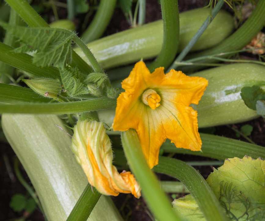 Zucchini Genovese courgettes and yellow courgette flowers growing